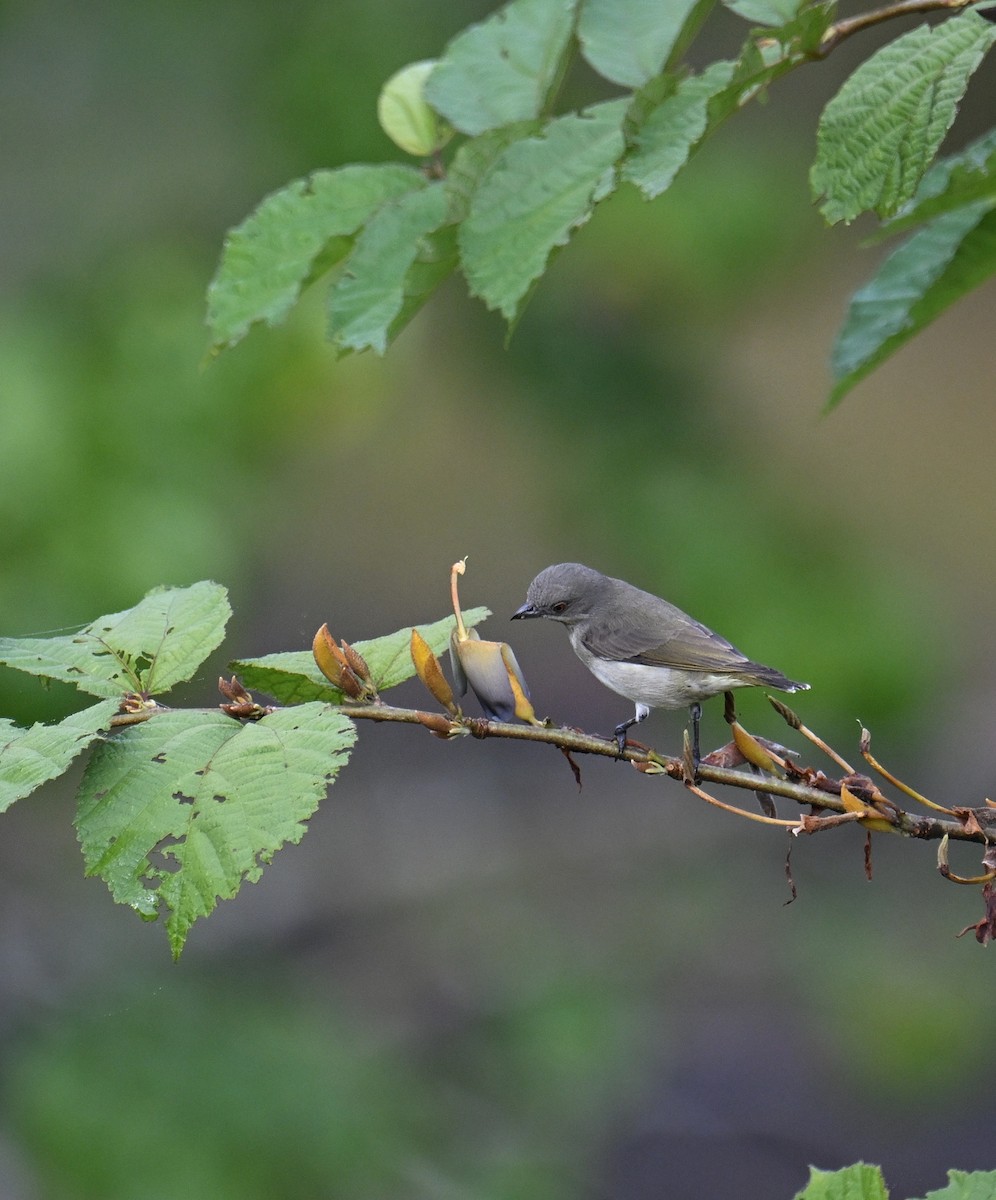 Dickschnabel-Mistelfresser - ML645532940