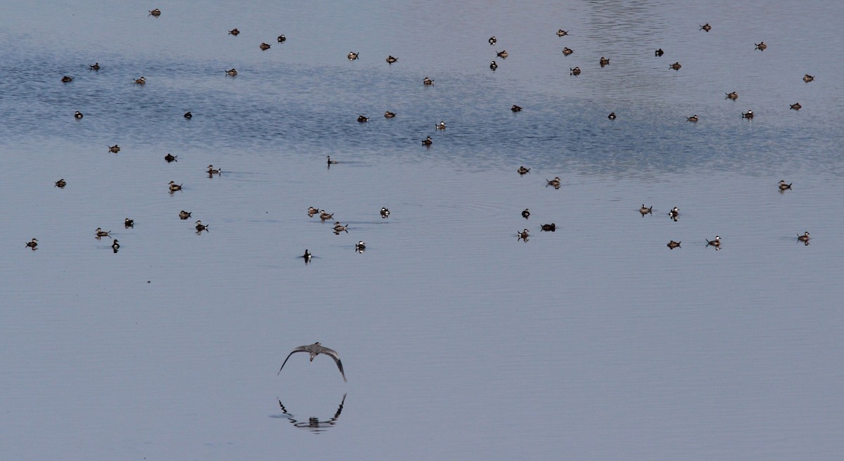 Kappensäger - ML645532943