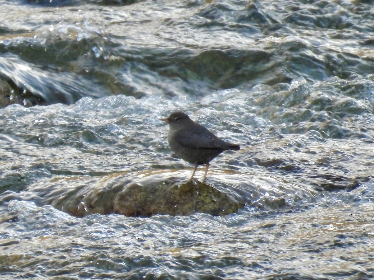 Ur-zozo iparramerikarra - ML645532947