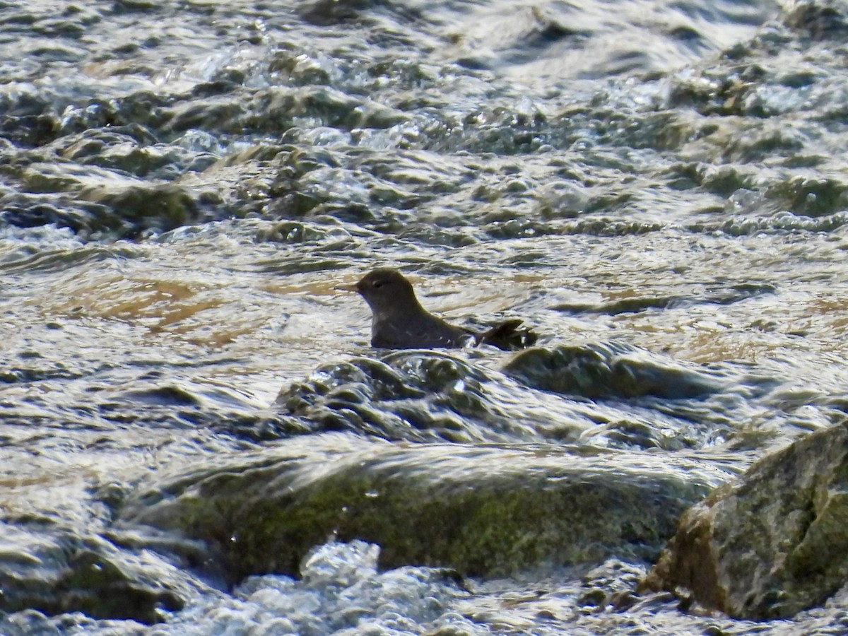 Ur-zozo iparramerikarra - ML645532948