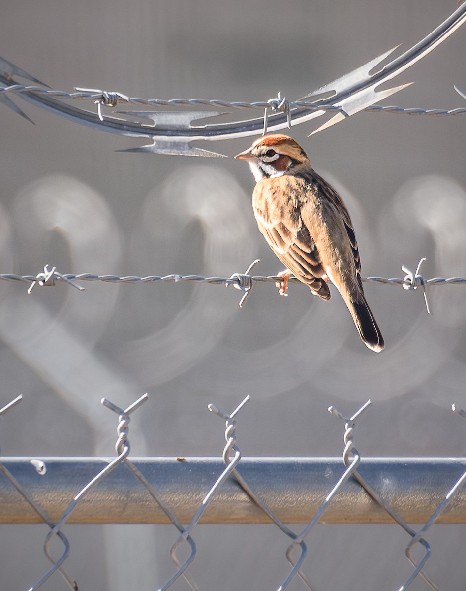 Lark Sparrow - ML645532951