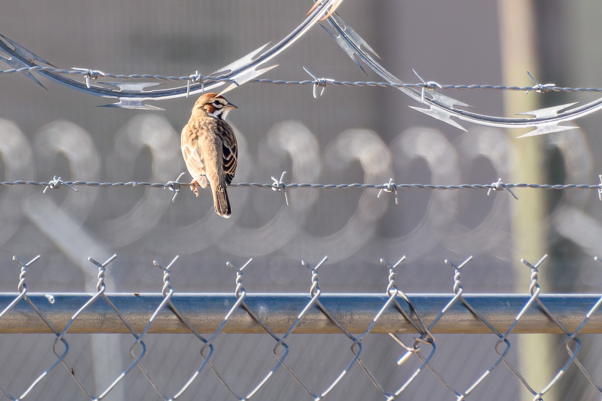 Lark Sparrow - ML645532952