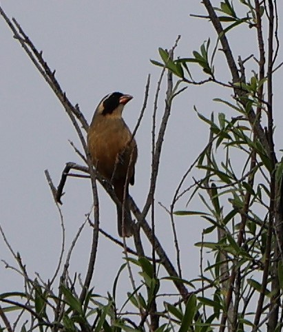 oransjenebbsaltator - ML645532955