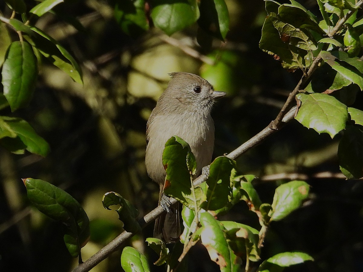 Oak Titmouse - ML645532959