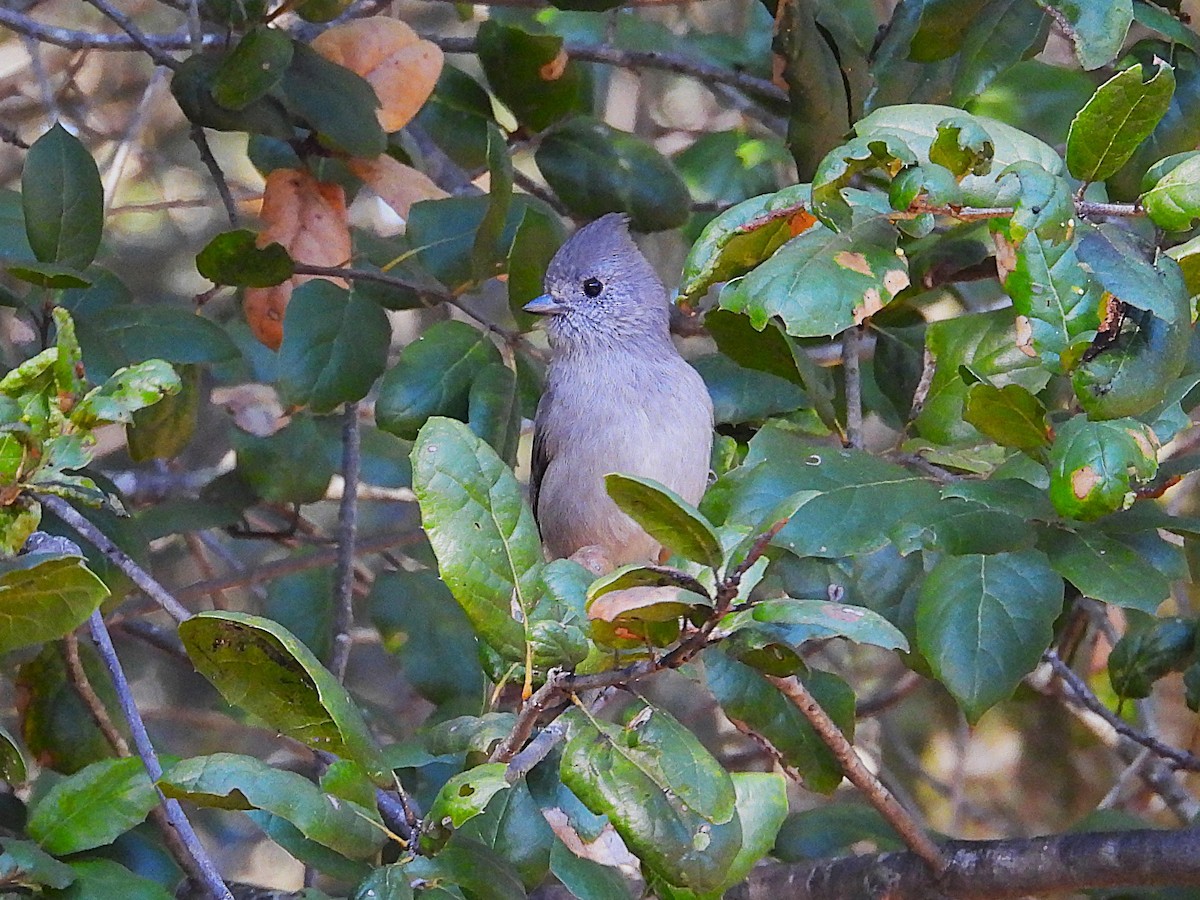Oak Titmouse - ML645532960