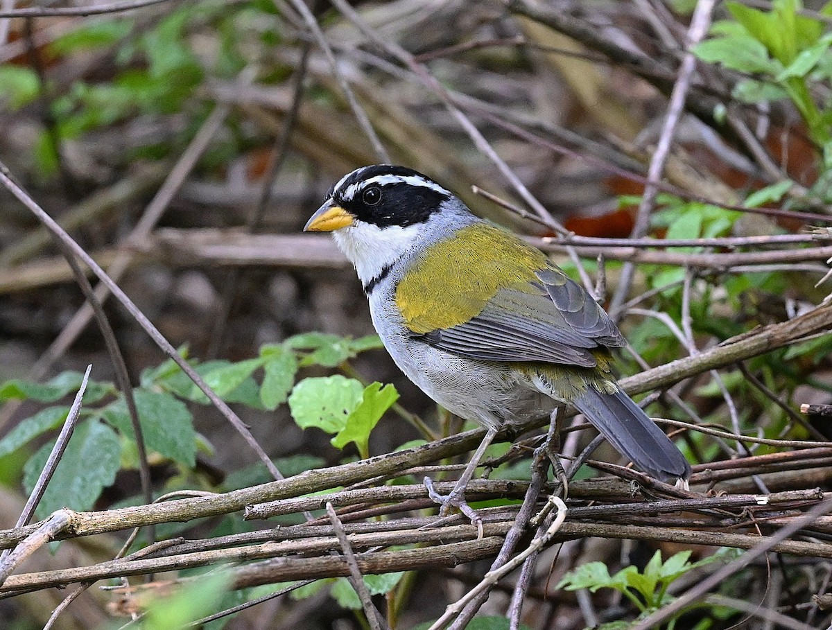 Moss-backed Sparrow - ML645532968