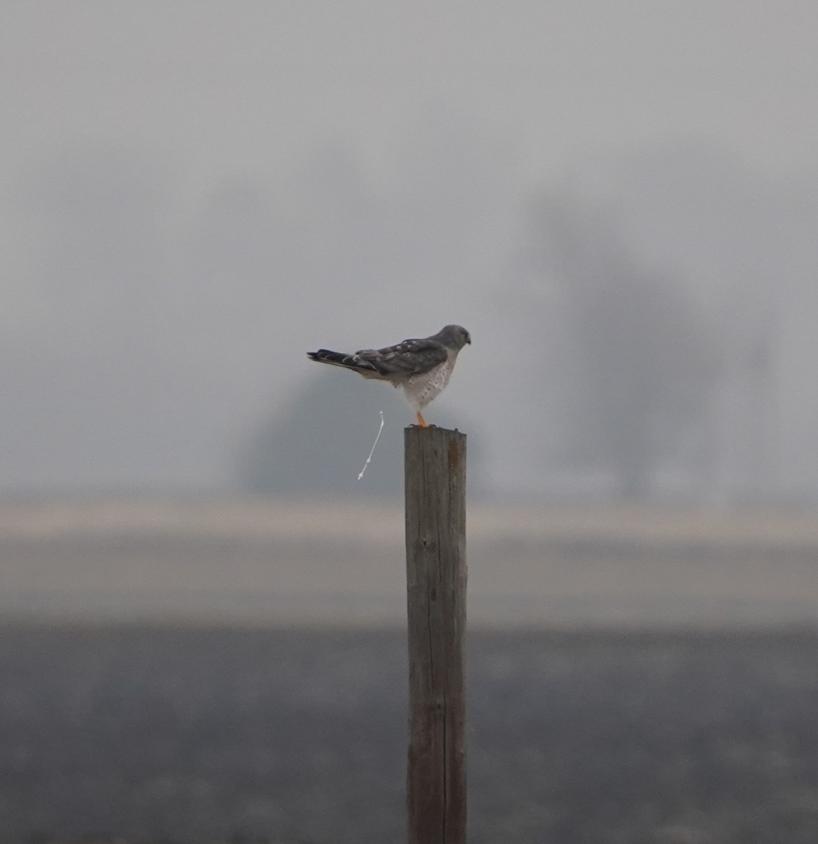 זרון אמריקני - ML645532977