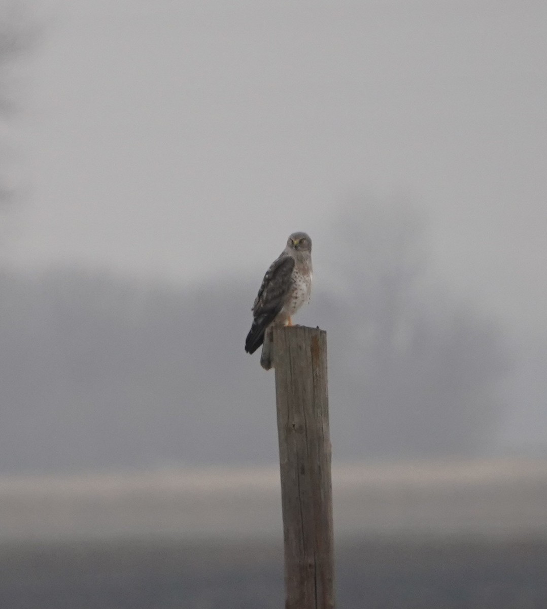 זרון אמריקני - ML645532978