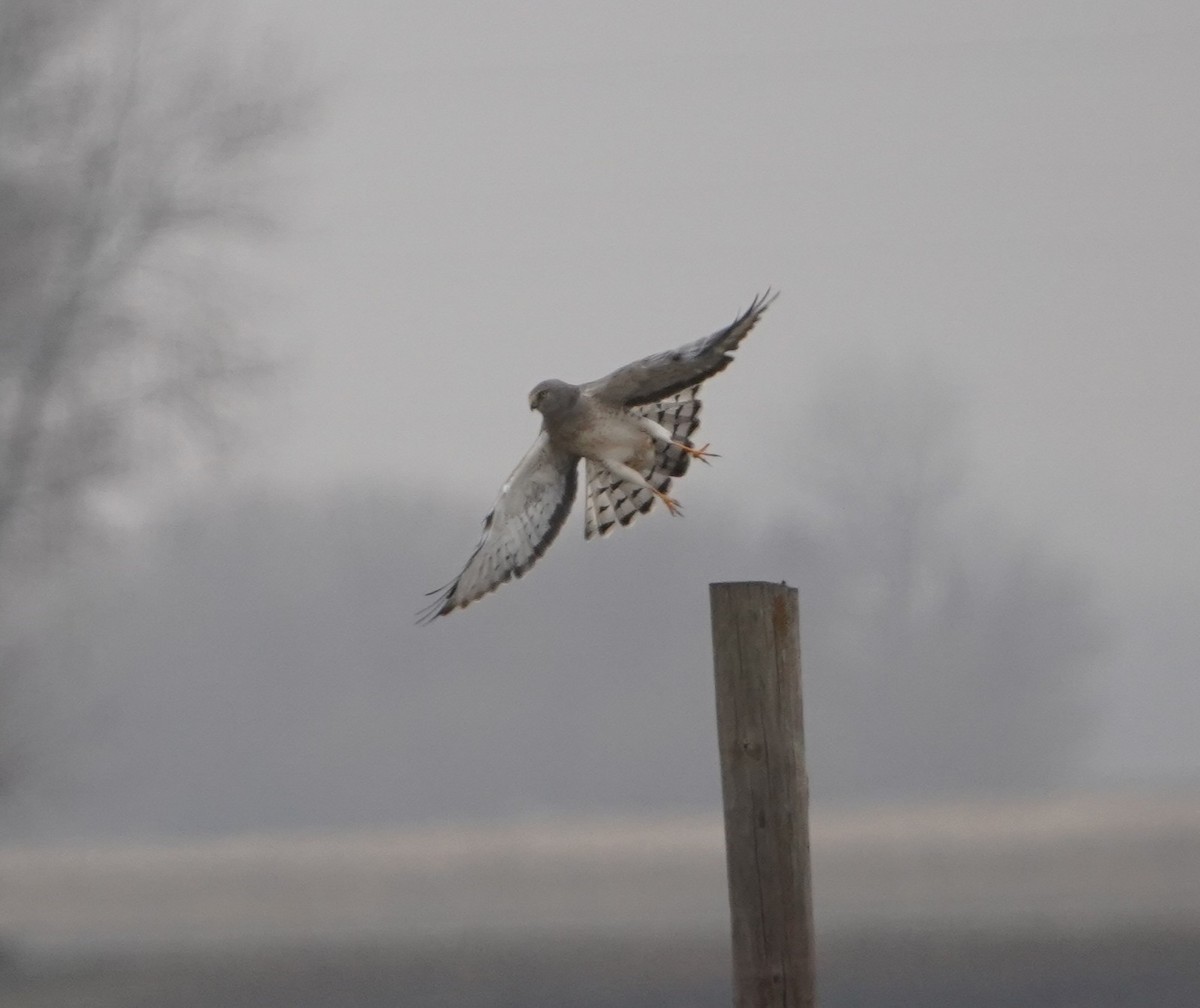 זרון אמריקני - ML645532979