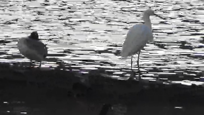 Snowy Egret - ML645532980