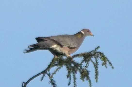 Band-tailed Pigeon - ML645532981