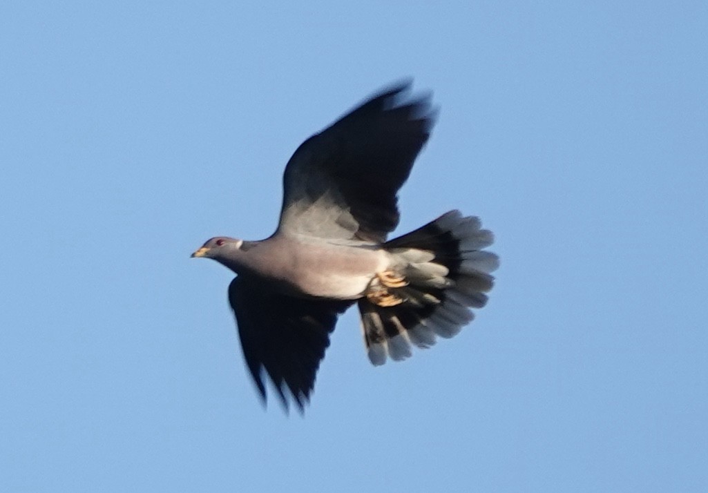 Band-tailed Pigeon - ML645532982