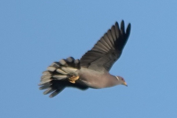 Band-tailed Pigeon - ML645532983