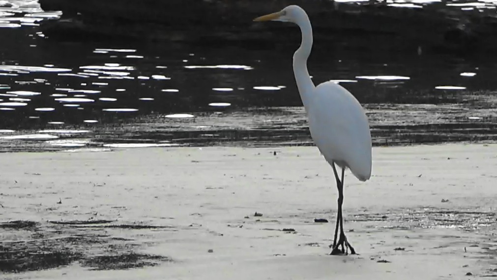 Great Egret - ML645532984