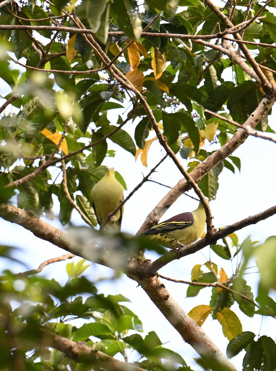 Gray-fronted Green-Pigeon - ML645532985