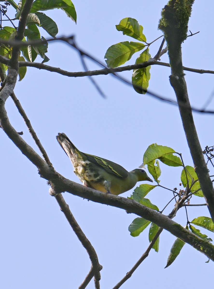 Gray-fronted Green-Pigeon - ML645532986