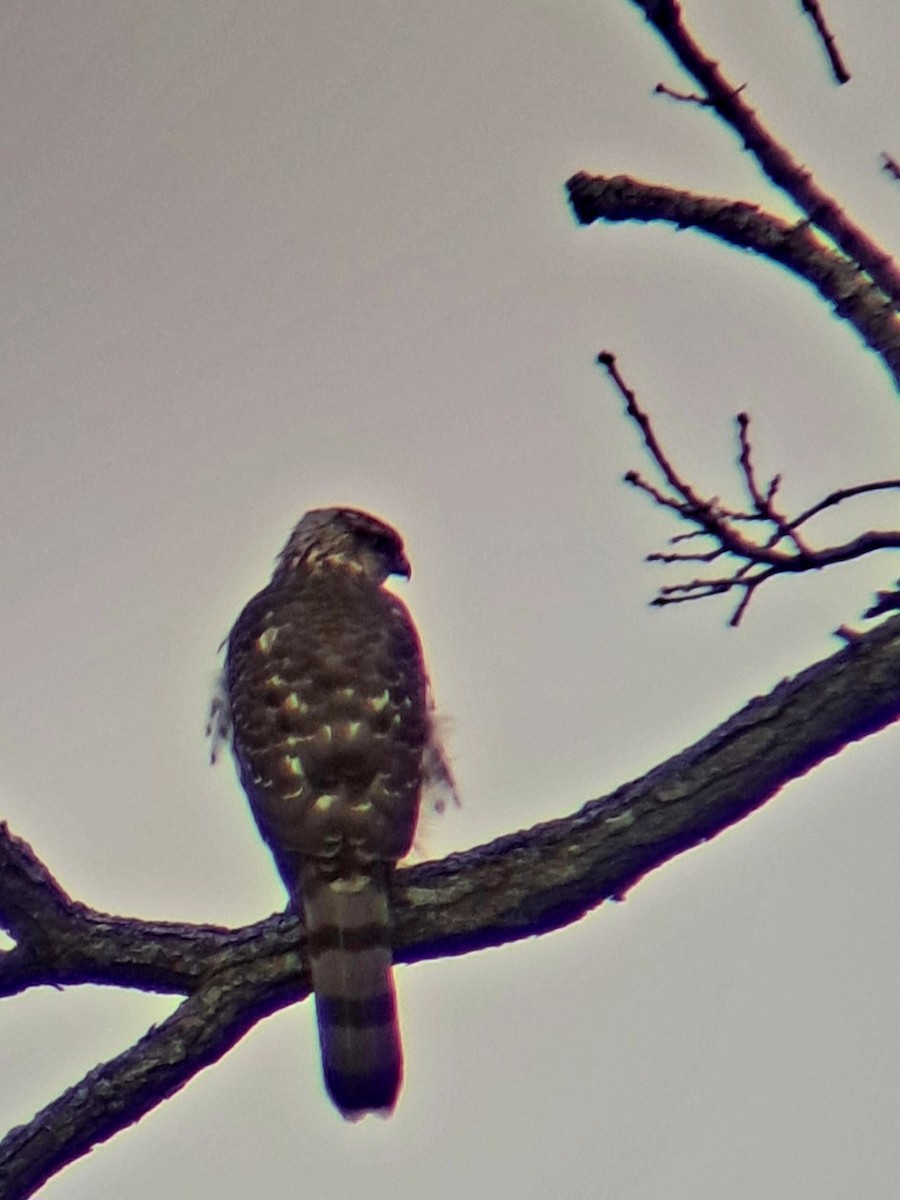 Cooper's Hawk - ML645532987