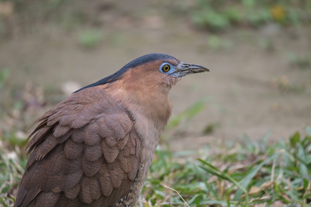 Malayan Night Heron - ML645532988