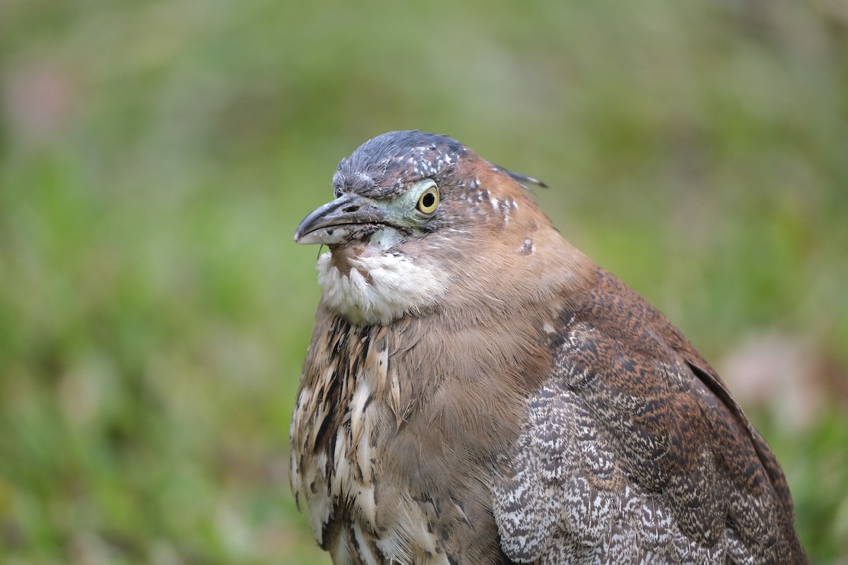 Malayan Night Heron - ML645532989