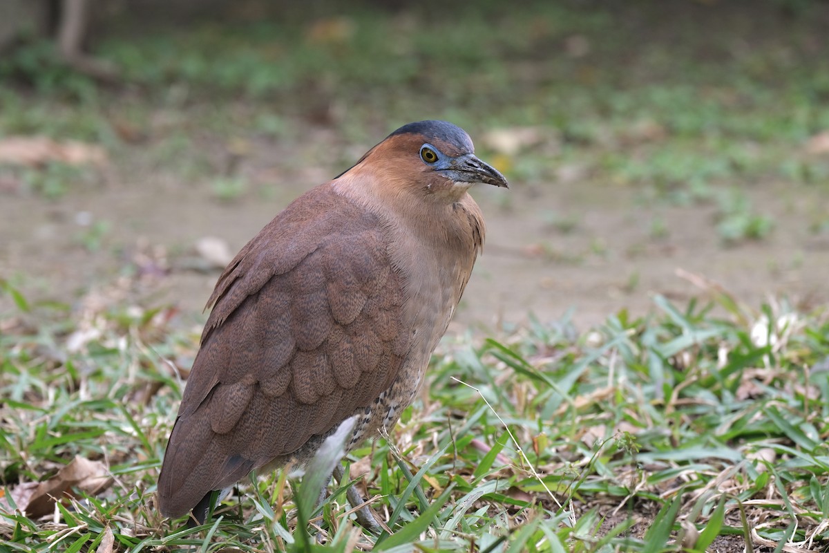 Malayan Night Heron - ML645532990