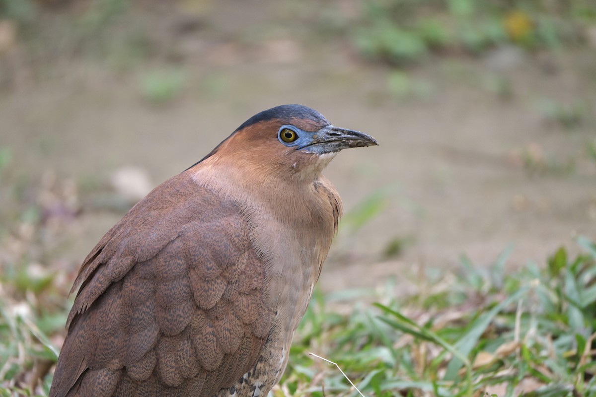 Malayan Night Heron - ML645532991
