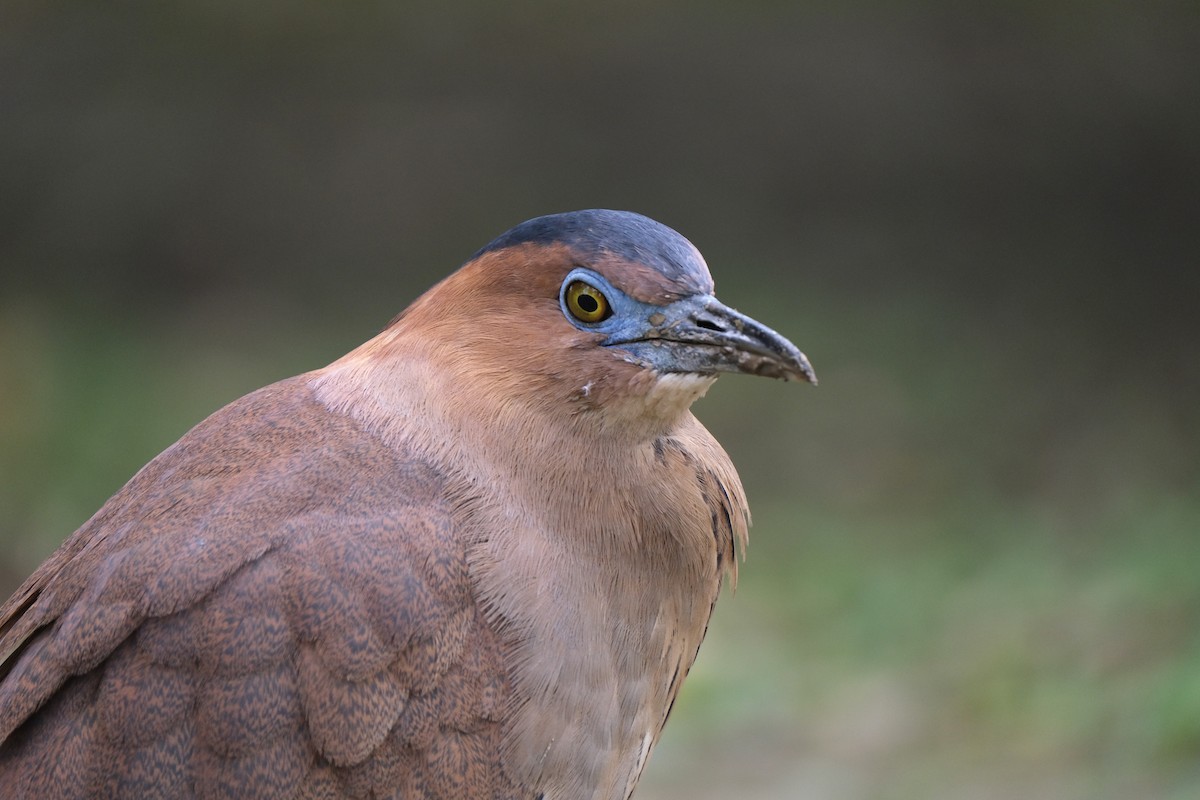 Malayan Night Heron - ML645532992