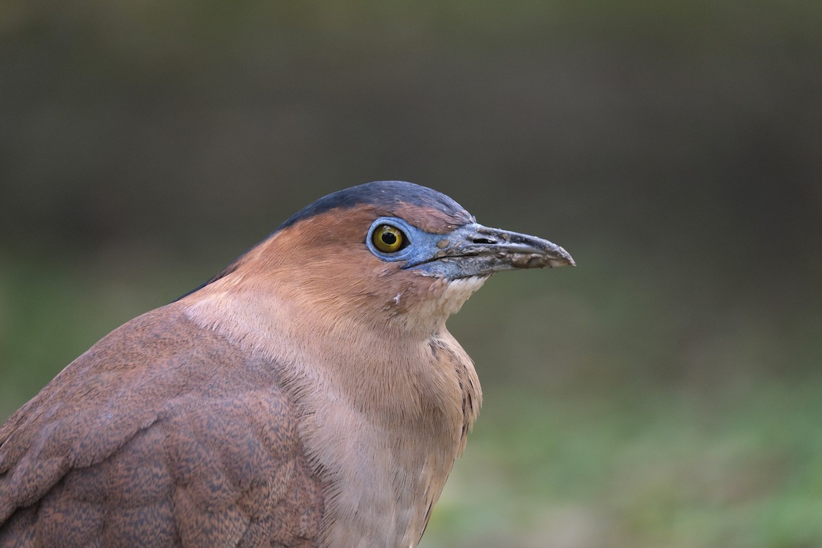 Malayan Night Heron - ML645532993
