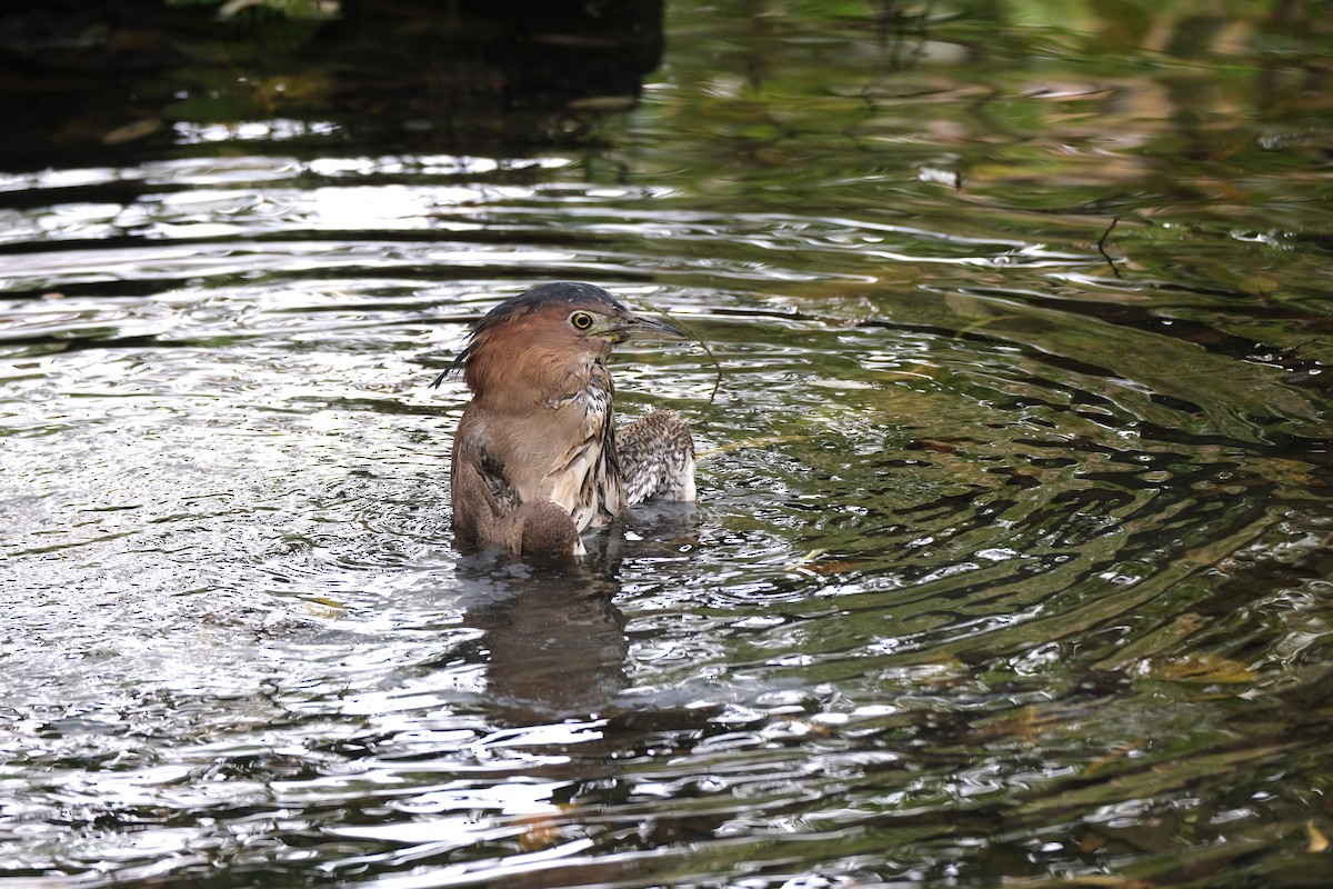 Malayan Night Heron - ML645532994