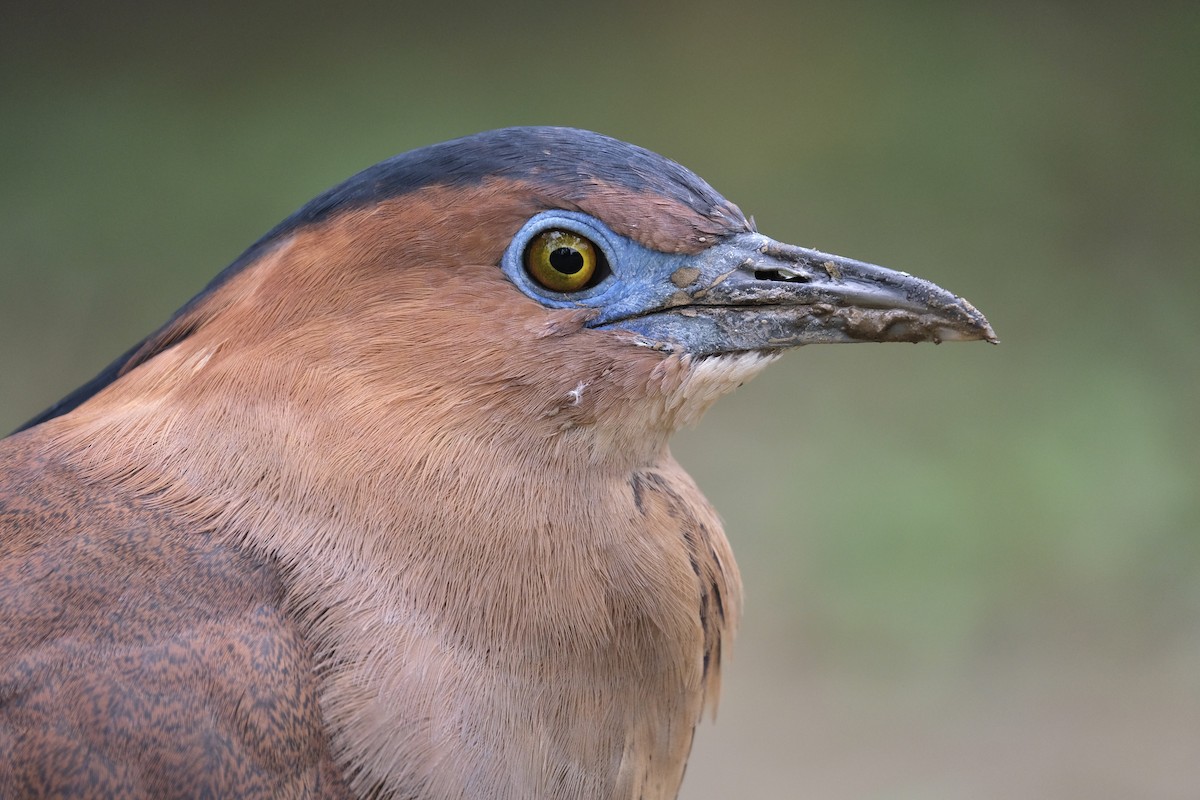 Malayan Night Heron - ML645532995