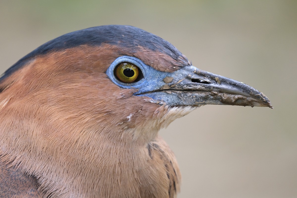 Malayan Night Heron - ML645532996