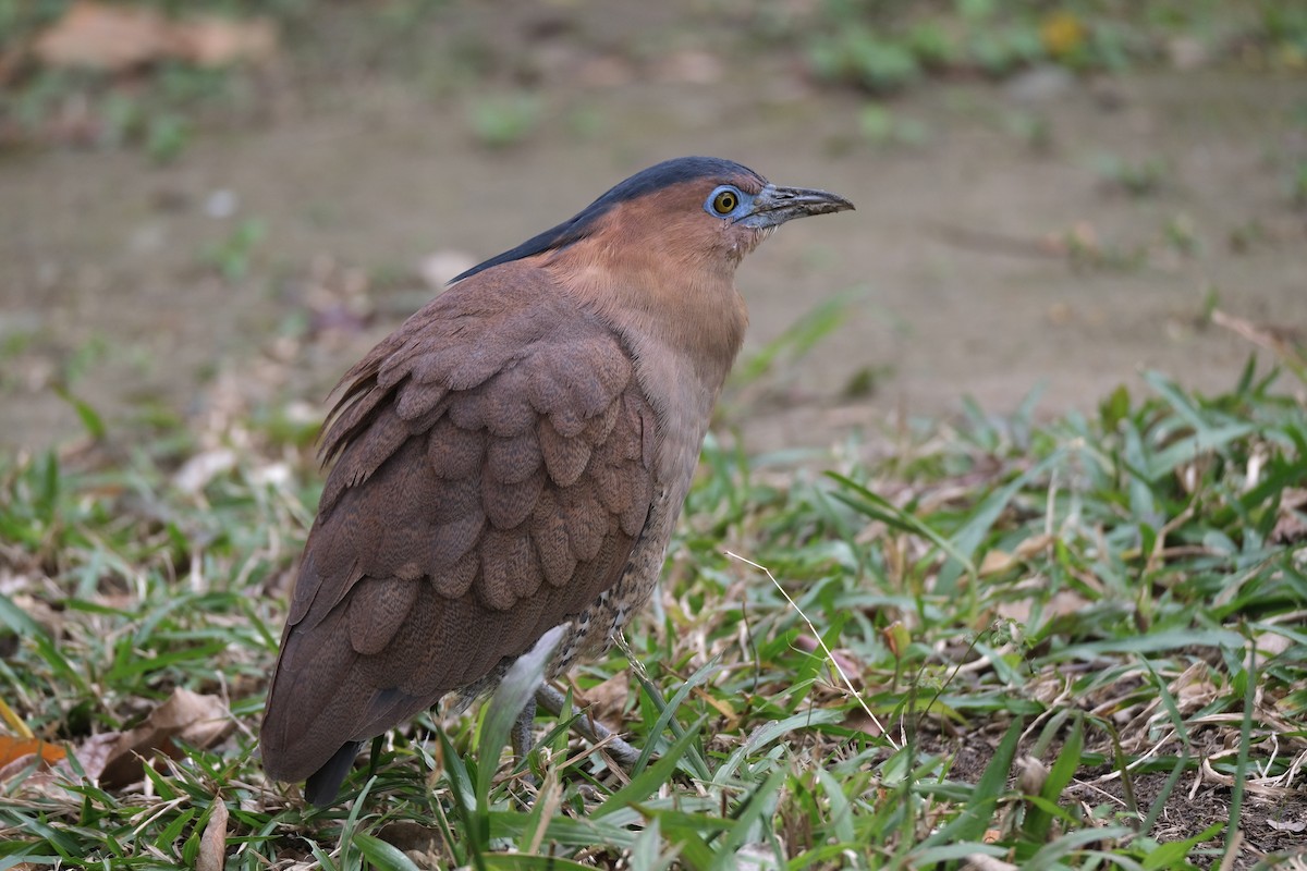 Malayan Night Heron - ML645532997
