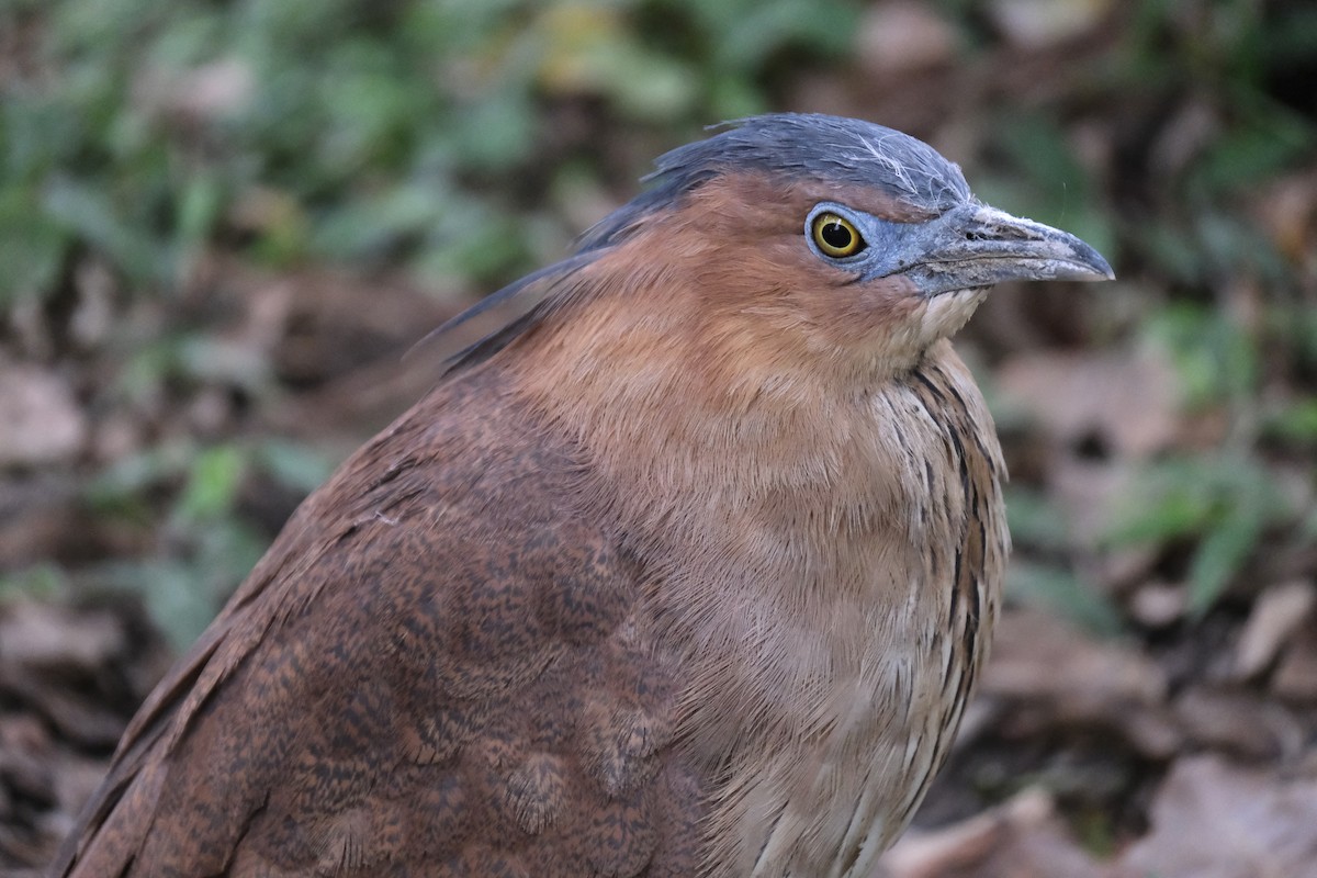Malayan Night Heron - ML645532998