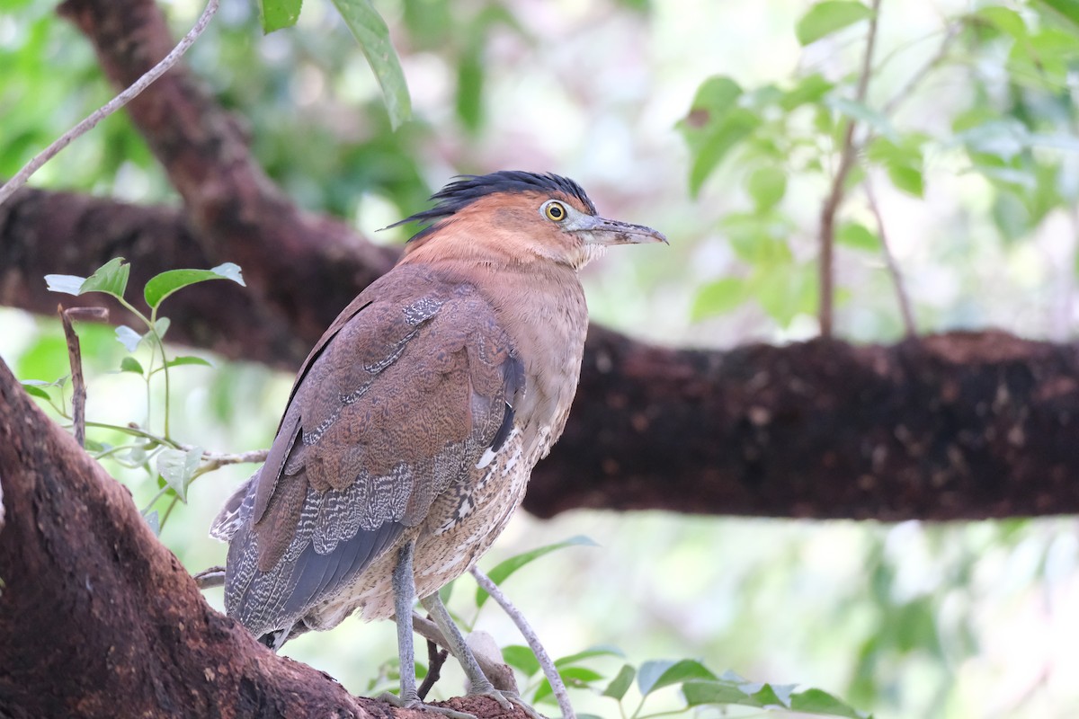 duskdverghegre - ML645532999