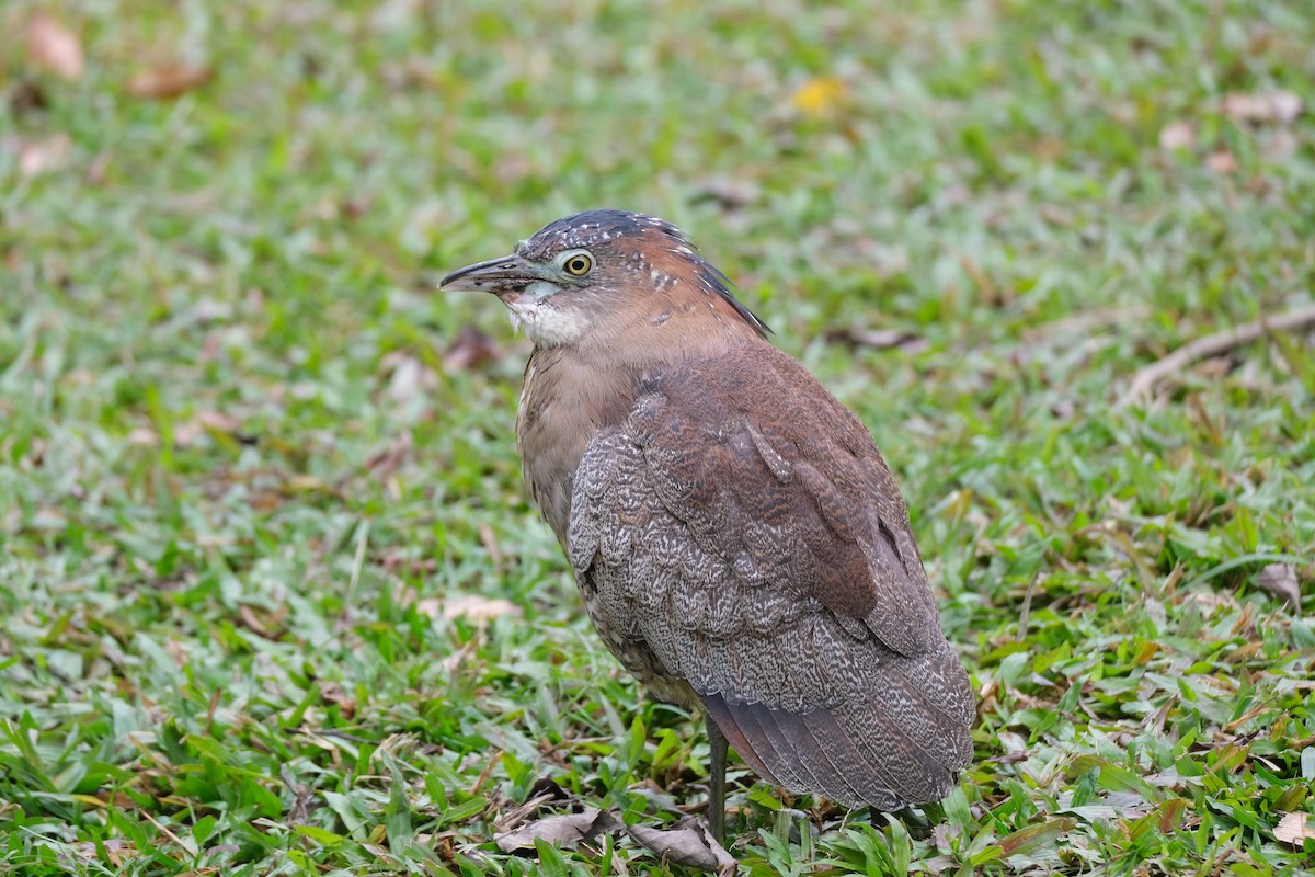 Malayan Night Heron - ML645533000