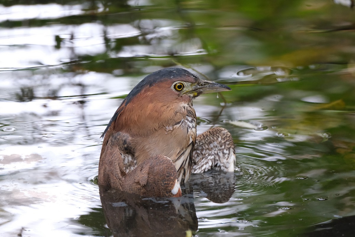 Malayan Night Heron - ML645533001