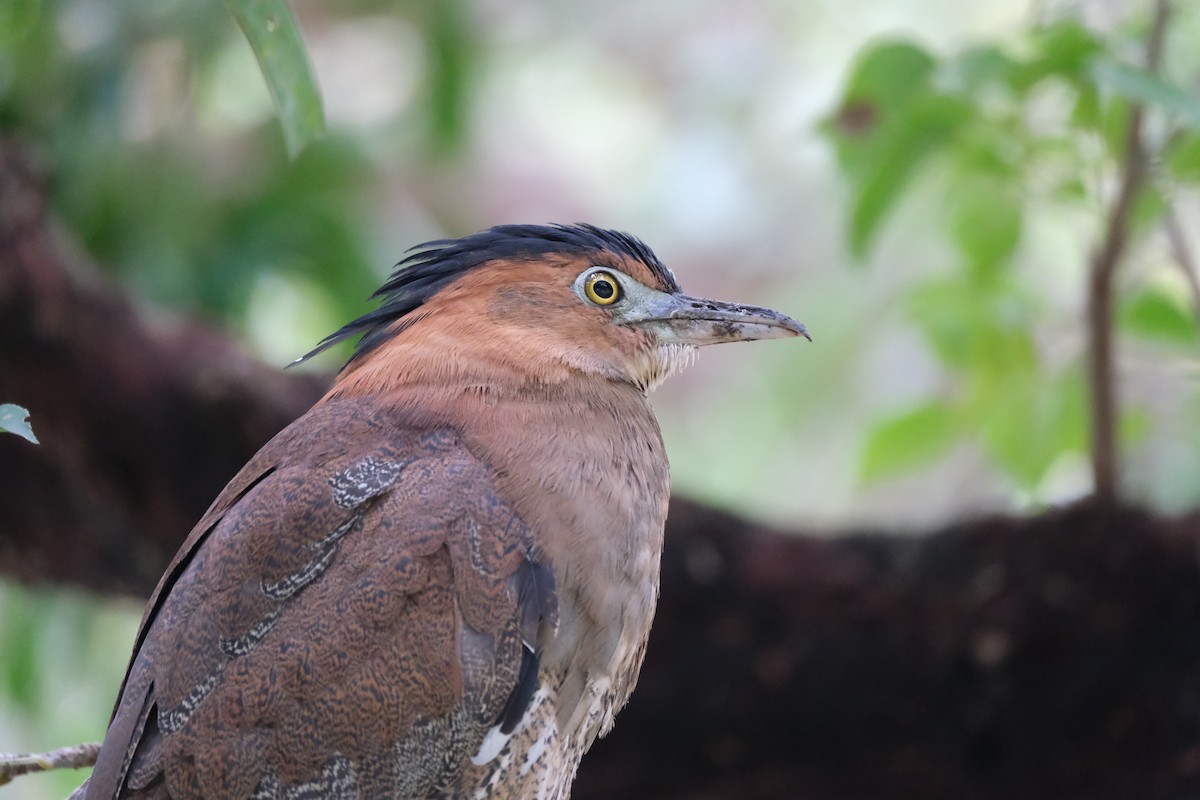 Malayan Night Heron - ML645533002