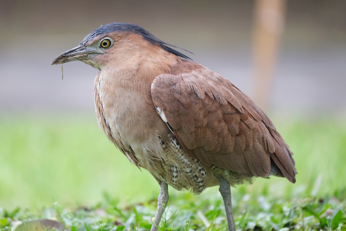 Malayan Night Heron - ML645533003