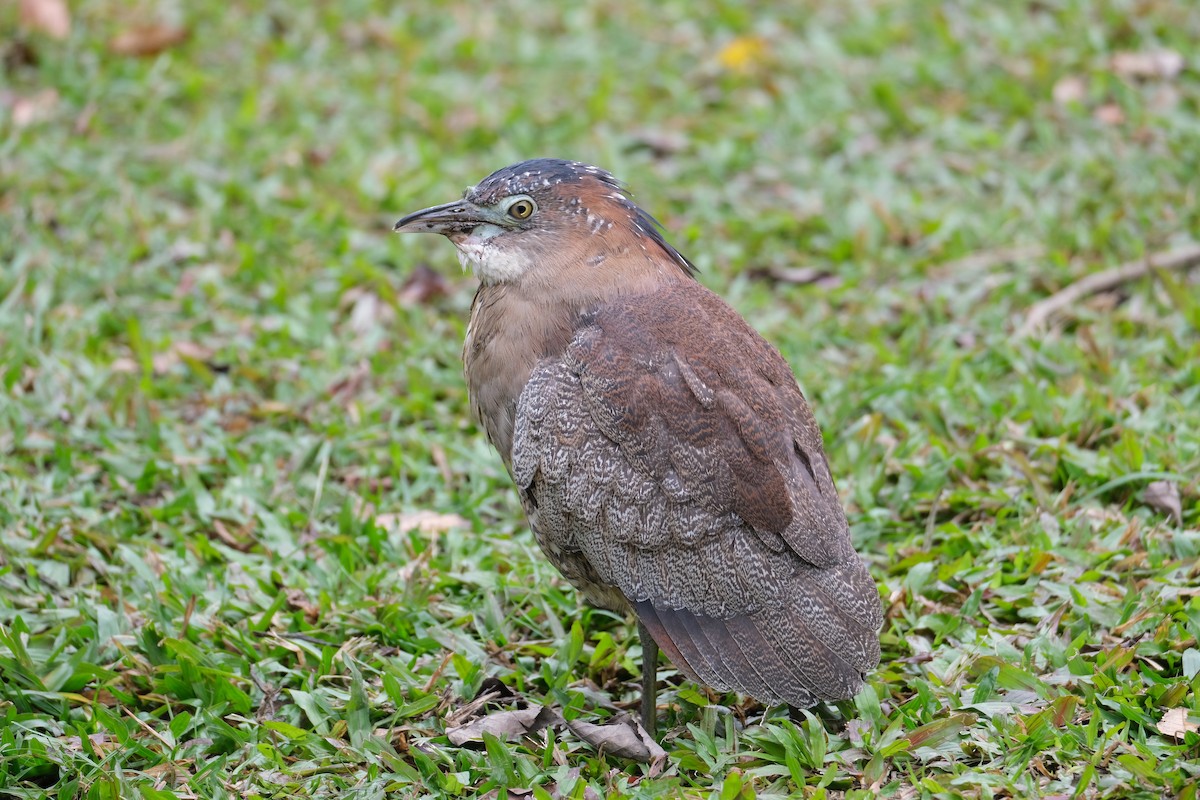 Malayan Night Heron - ML645533004