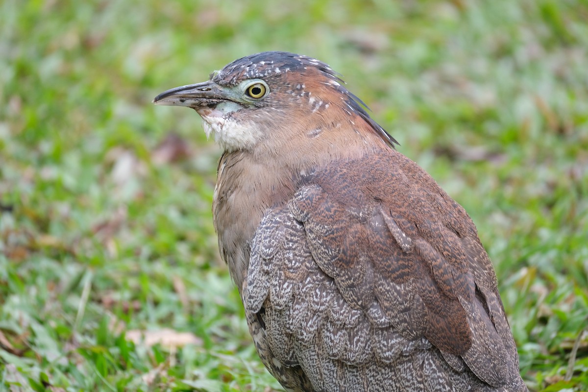 Malayan Night Heron - ML645533005