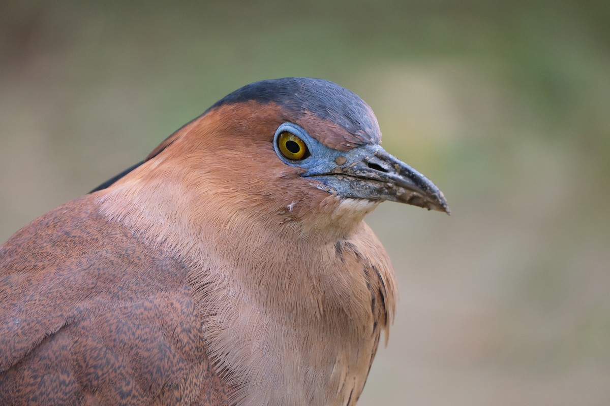 Malayan Night Heron - ML645533006