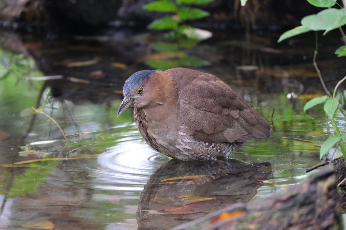 duskdverghegre - ML645533007