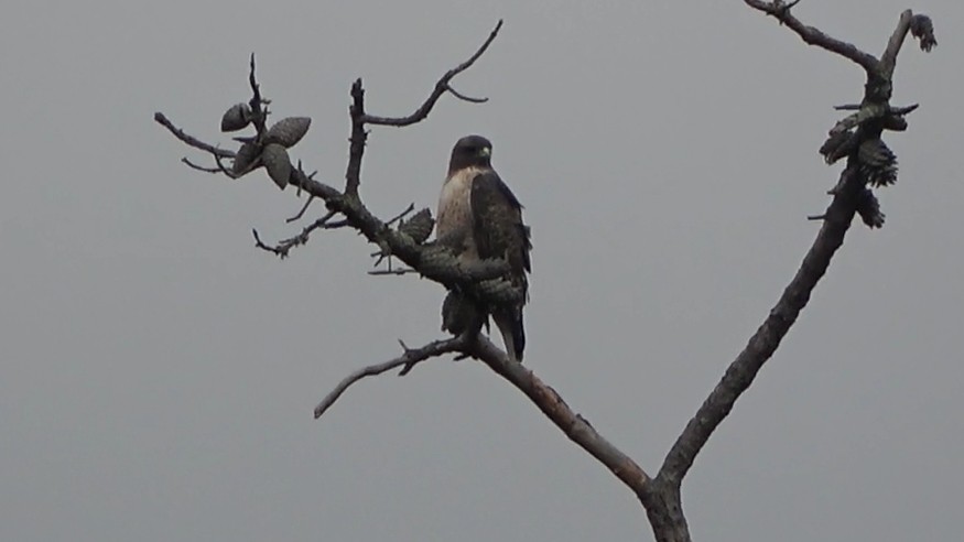 Red-tailed Hawk - ML645533008