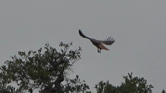Red-tailed Hawk - ML645533009