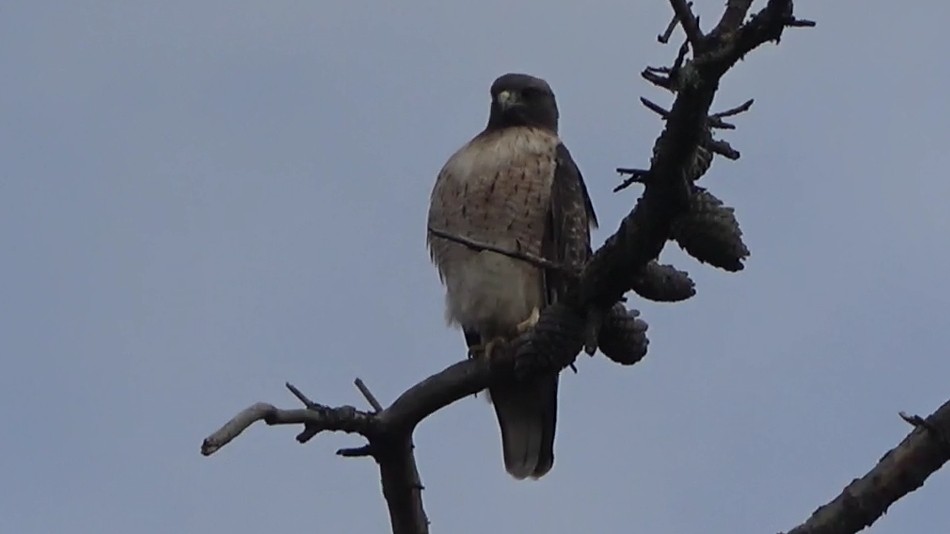 Red-tailed Hawk - ML645533011