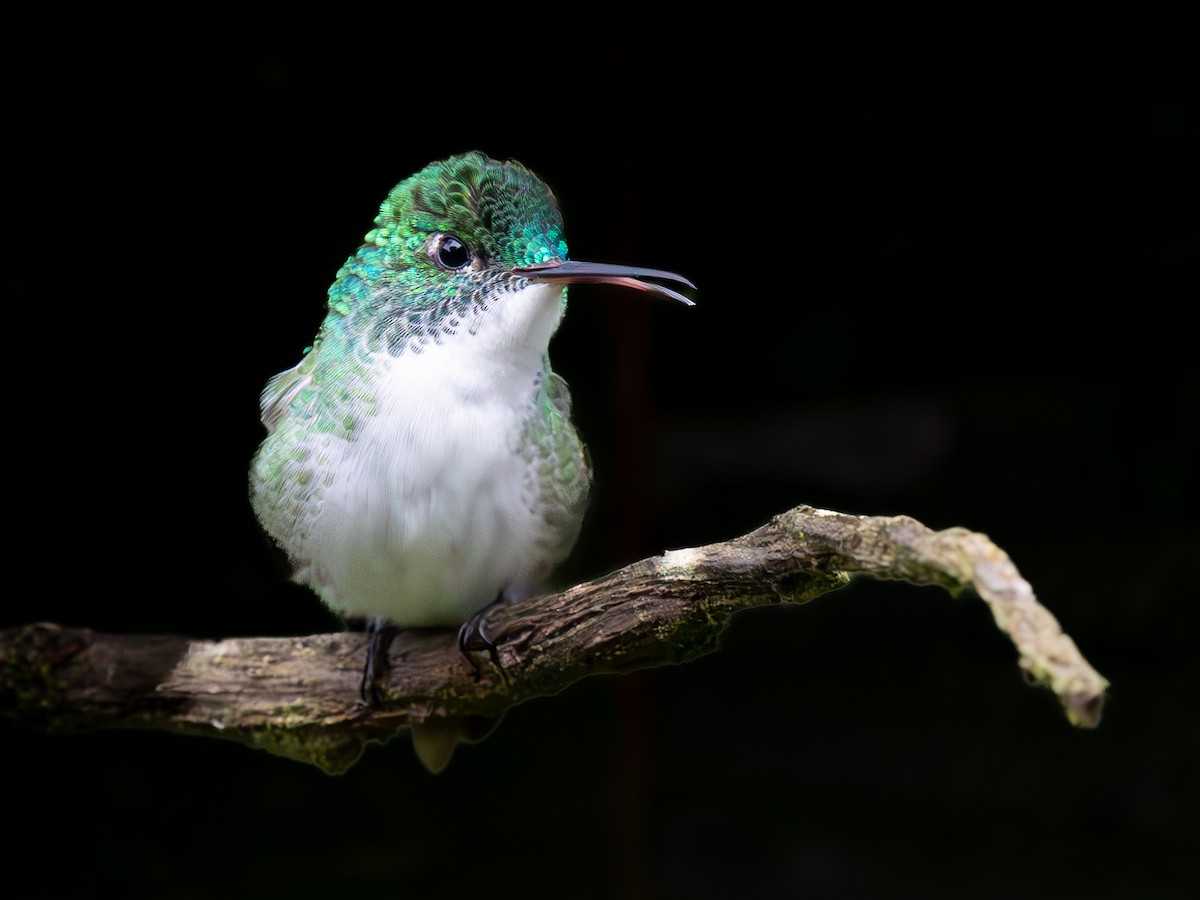 Andean Emerald - ML645533013