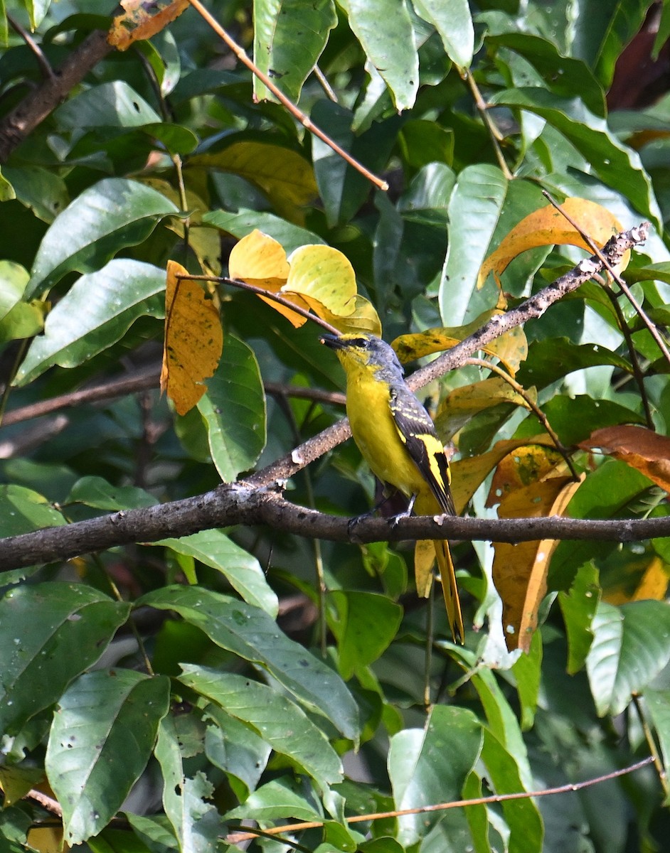 Orange Minivet - ML645533022