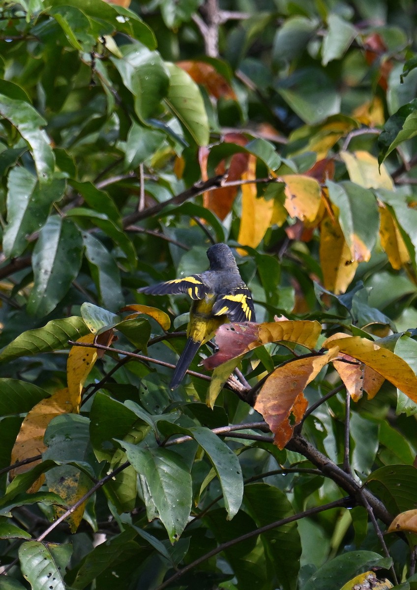 Orange Minivet - ML645533024