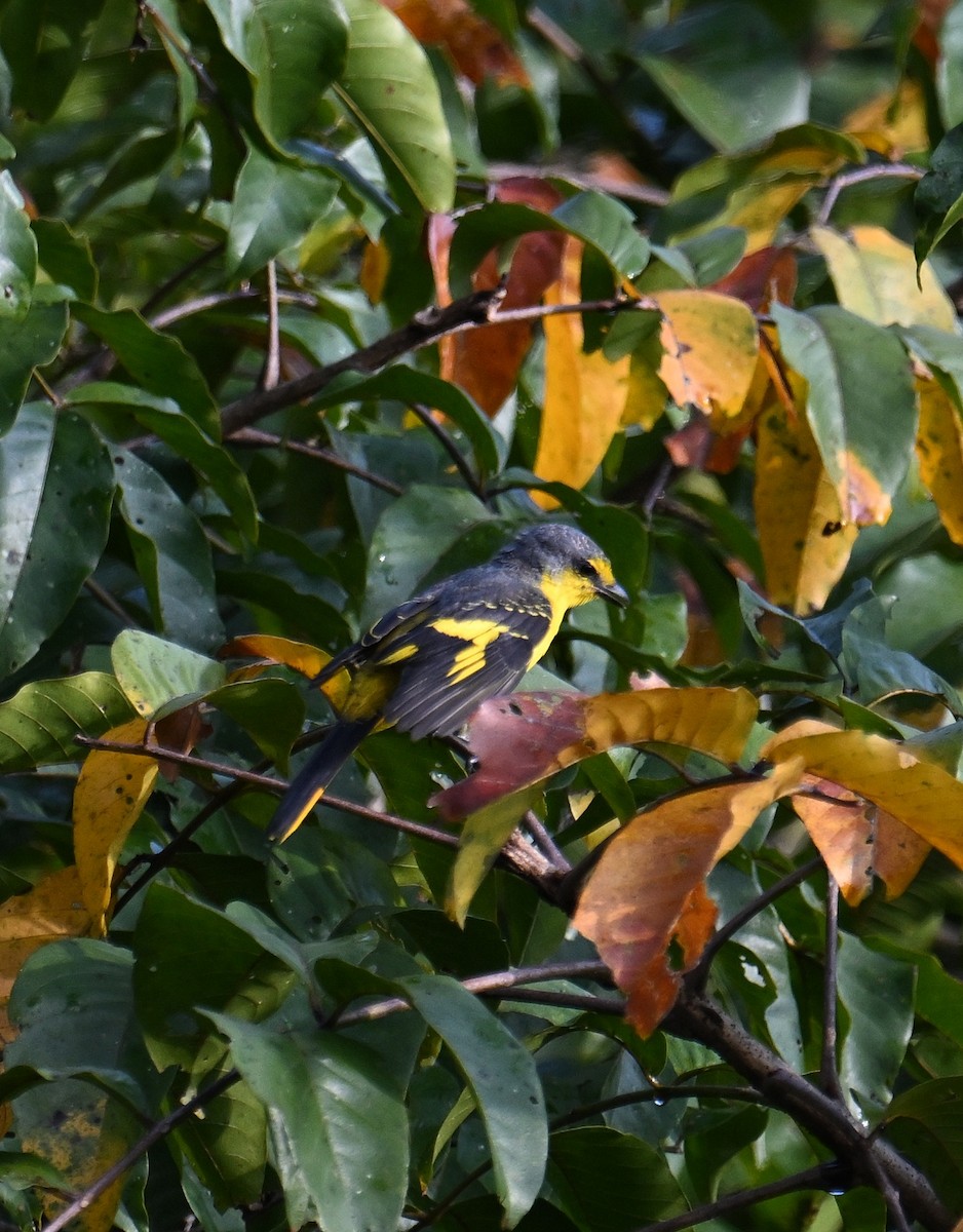 Orange Minivet - ML645533025