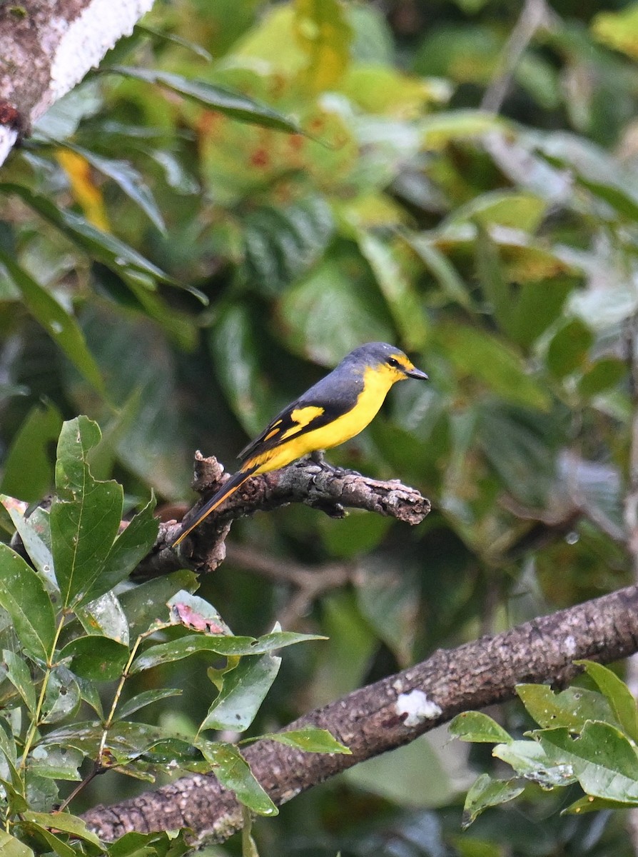 Orange Minivet - ML645533026