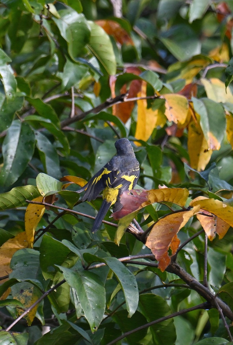 Orange Minivet - ML645533027